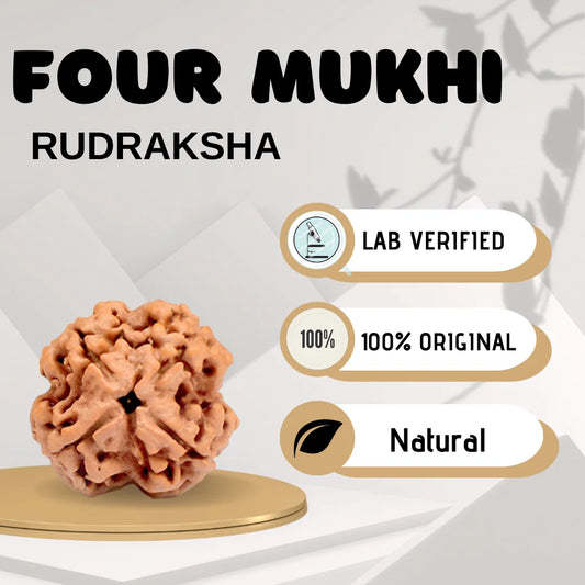 Four Mukhi Rudraksha