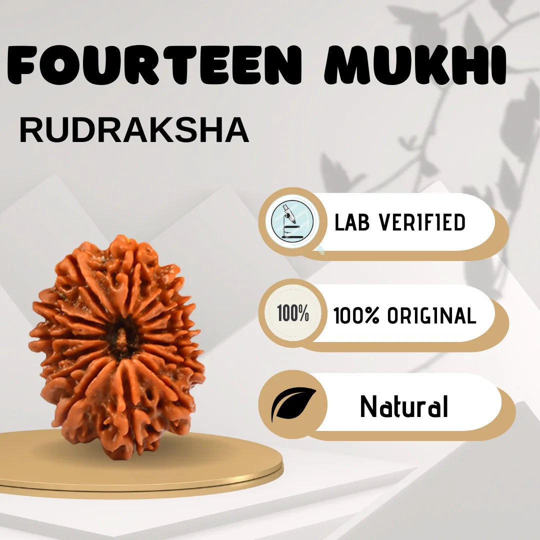 Fourteen Mukhi Rudraksha