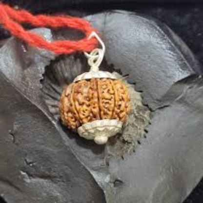 nepali_rudraksha