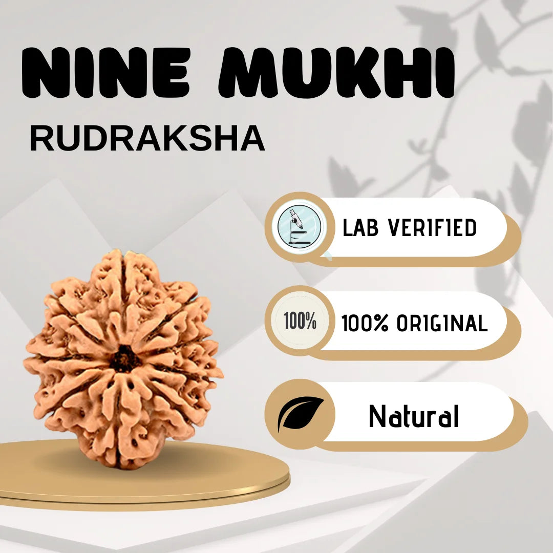 Nine Mukhi Rudraksha