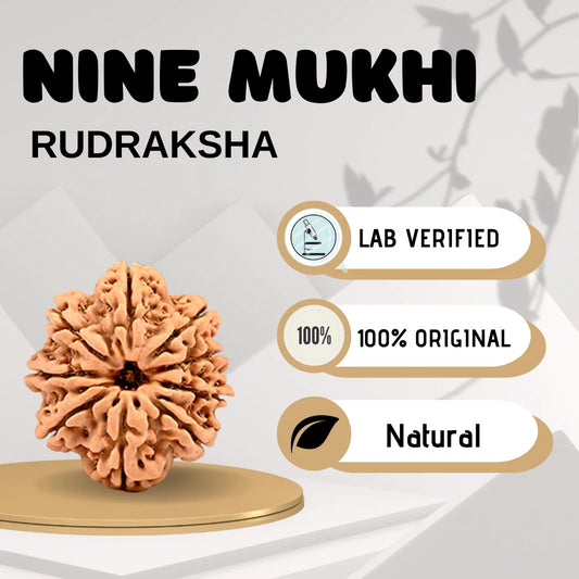 Nine Mukhi Rudraksha