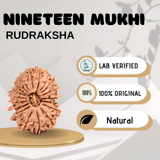 Nineteen Mukhi Rudraksha