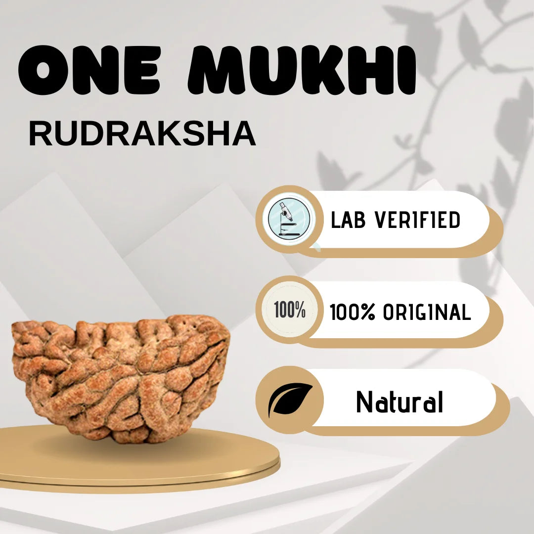 One Mukhi Rudraksha