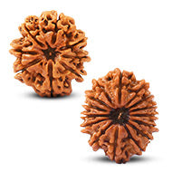 Rudraksha