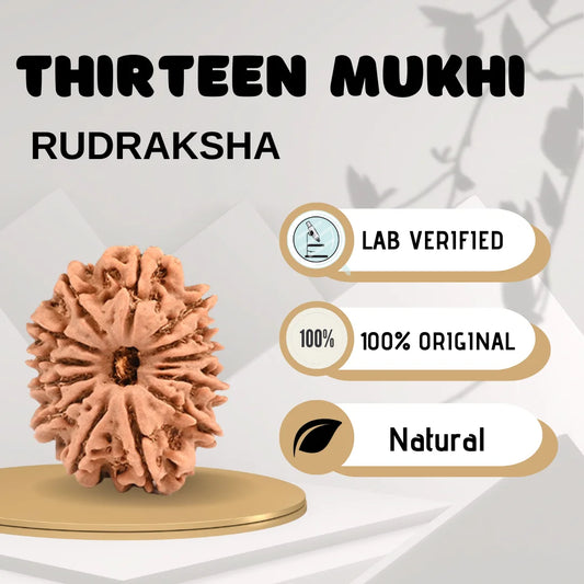 Thirteen Mukhi Rudraksha