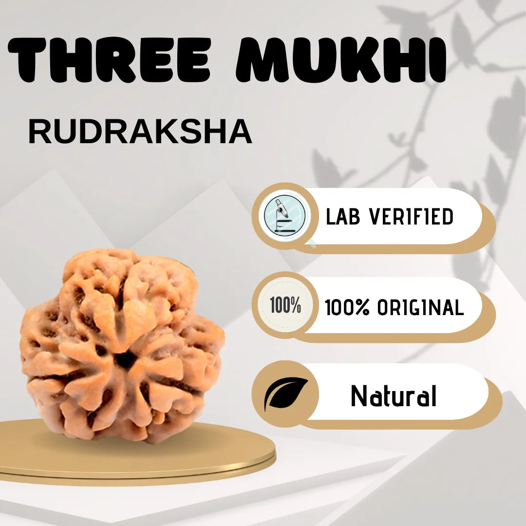 Three Mukhi Rudraksha