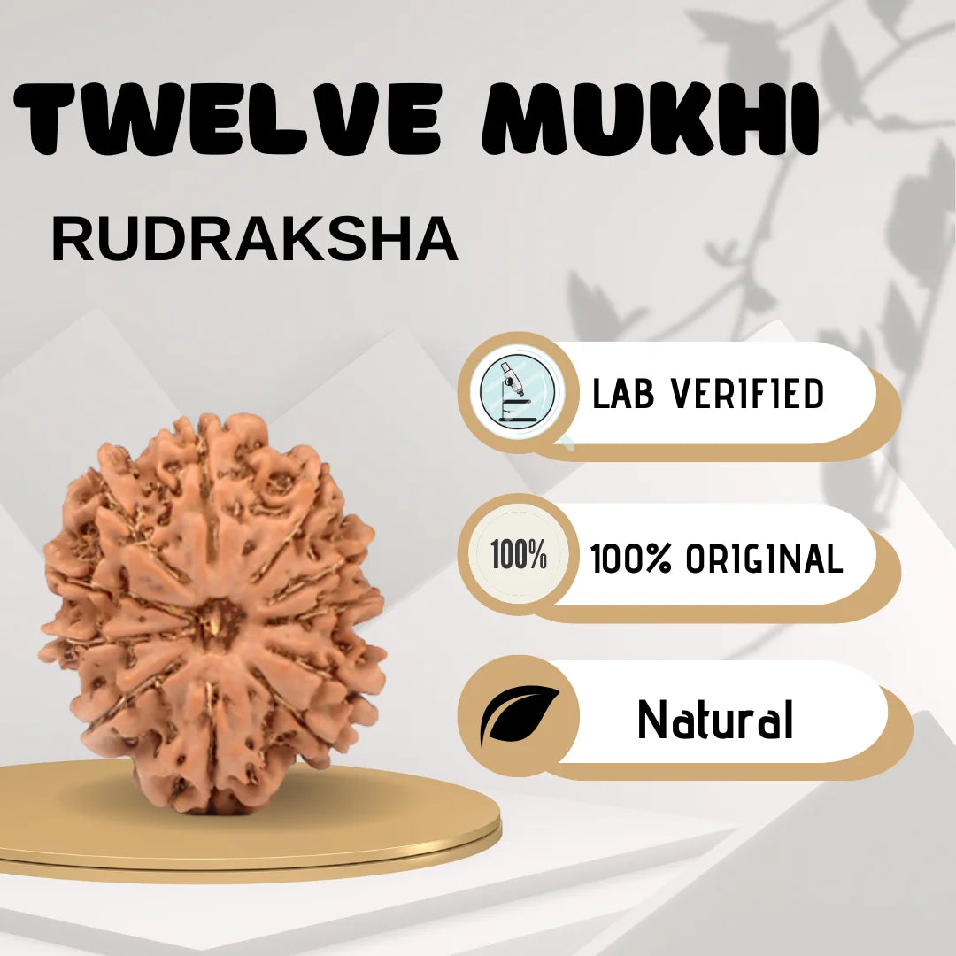 Twelve Mukhi Rudraksha