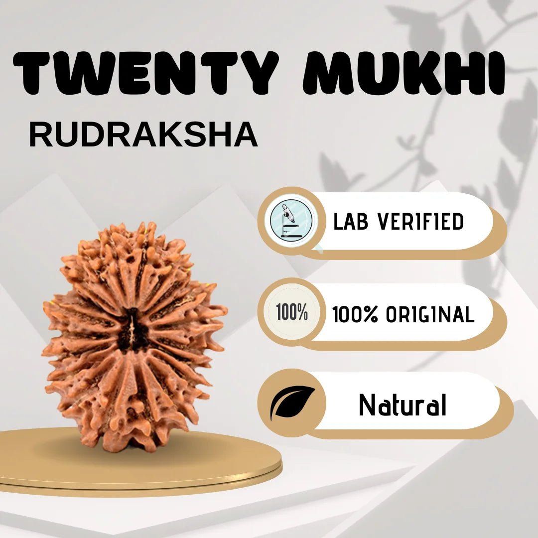 Twenty Mukhi Rudraksha