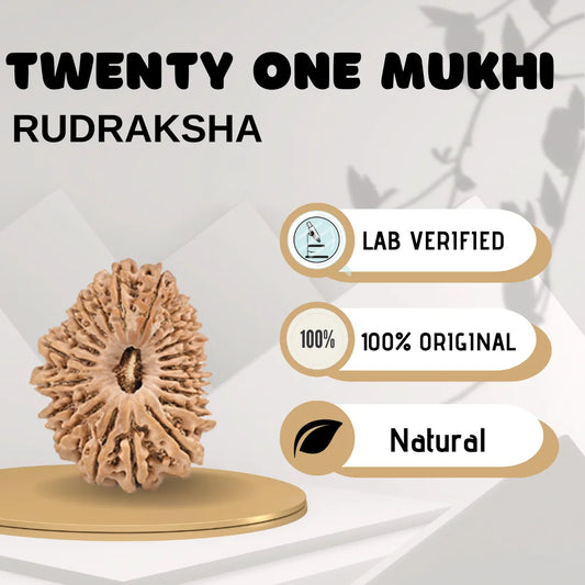 Twenty one Mukhi Rudraksha