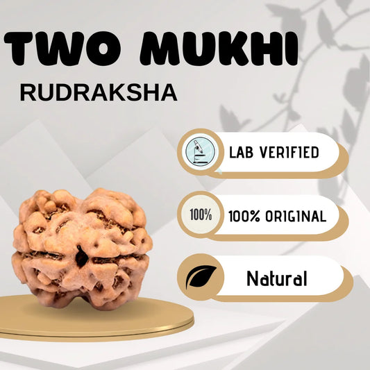 Two Mukhi Rudraksha